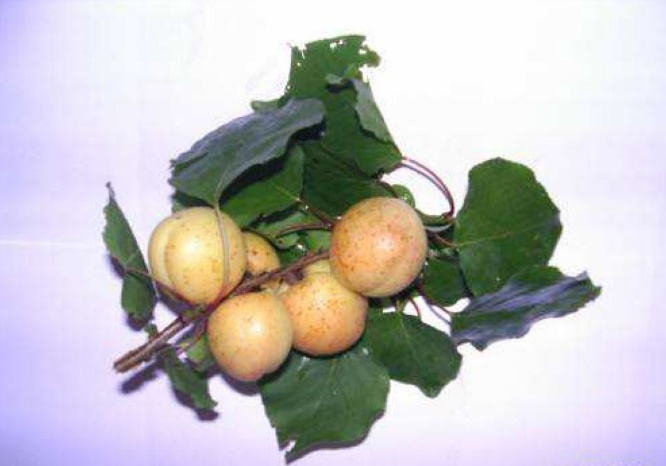 Pellecchiella