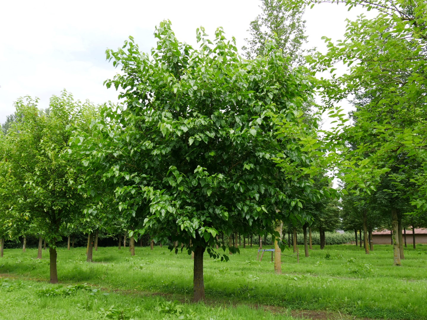 Categoria Gelso