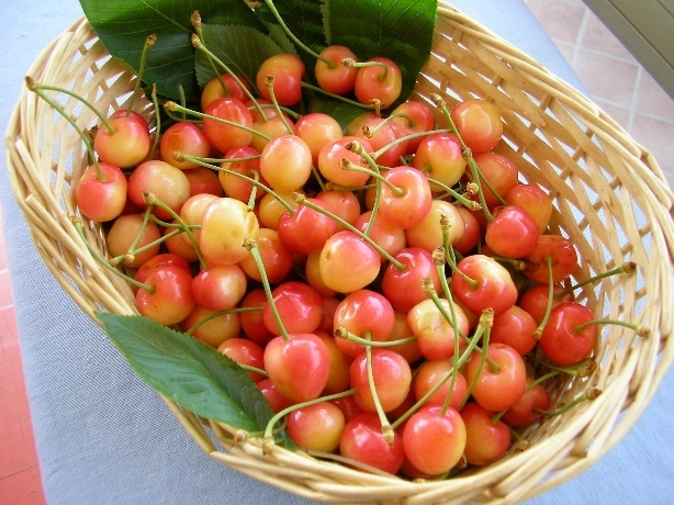 Maiatico
