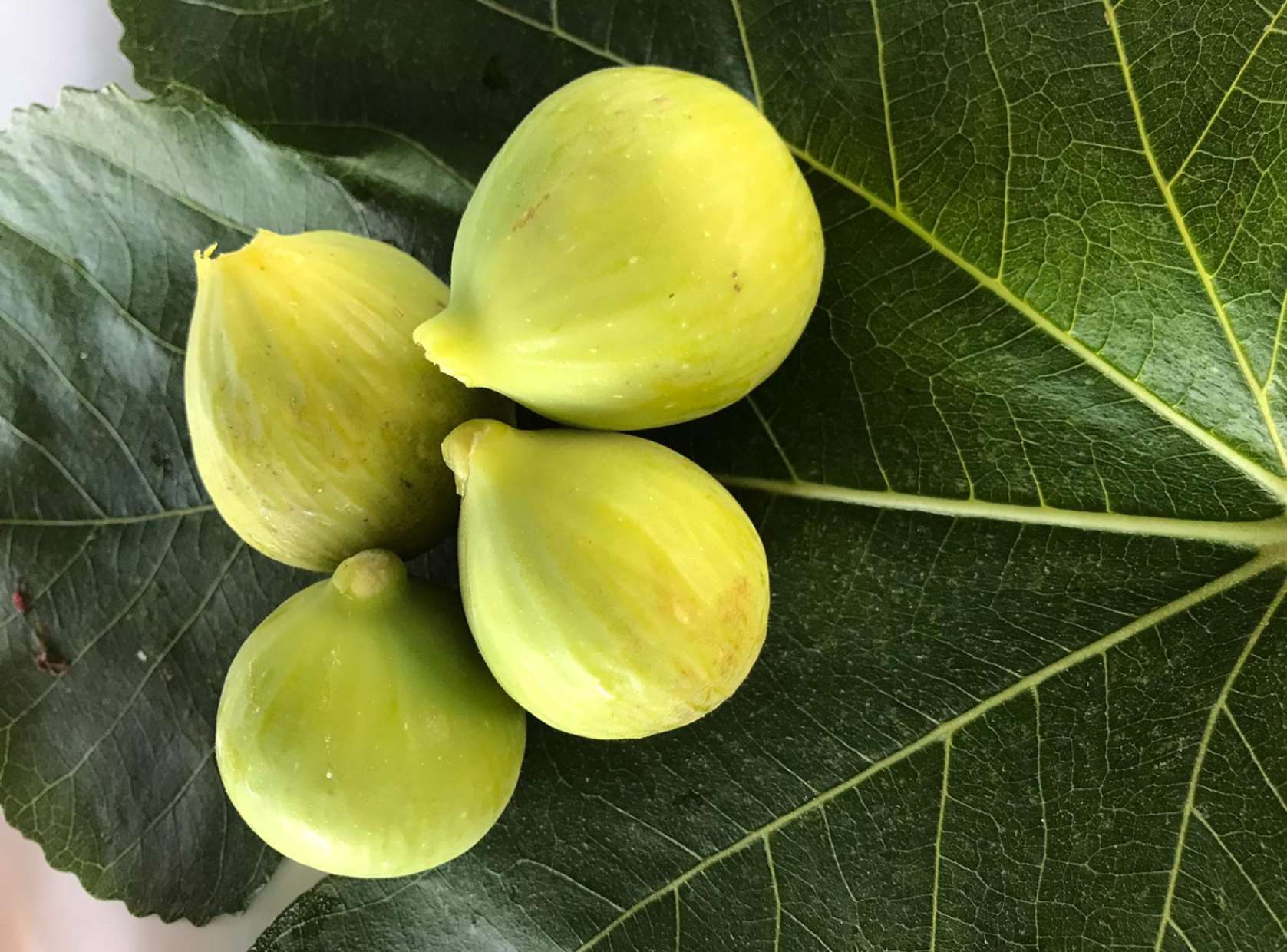 Fico Bianco