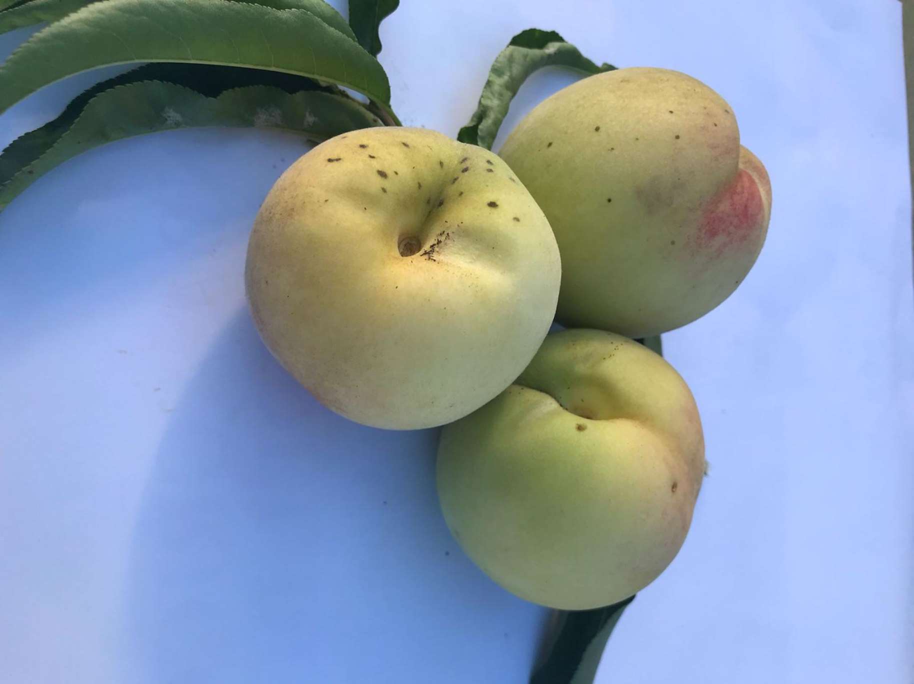 Percoco Bianco