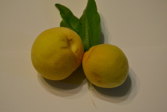 Percoco Giallo di Settembre