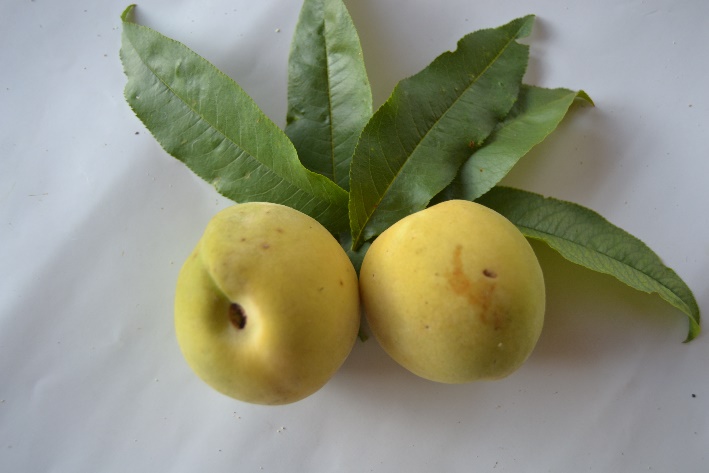 Perzica Bianca