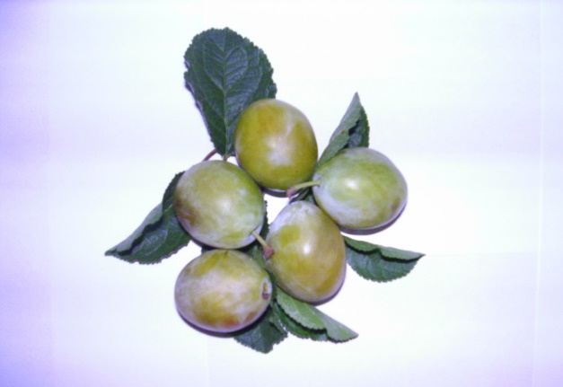 Coscia di Monaca Gialla