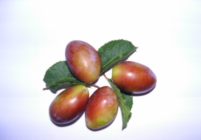 Coscia di Monaca Rossa