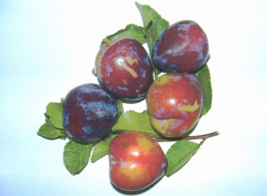 Pianta di Prugna – varietà Damascina