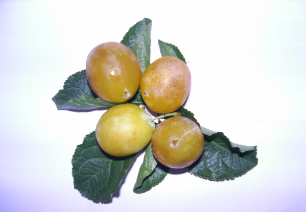 Gialla