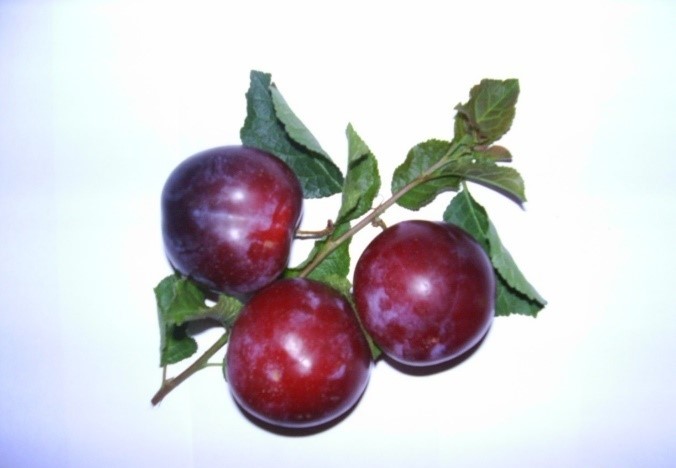 Prugna D’Italia